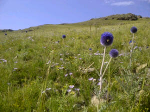 IMG-20110810-00412.jpeg distels, e.a..