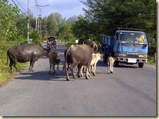 Khuekkhak-20120127-01169