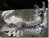 Royal Tyrell museum 2014-06-27 049 (6)