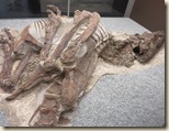 Royal Tyrell museum 2014-06-27 049 (7)