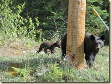 Maligne route Jasper 2014-07-04 017 (4)