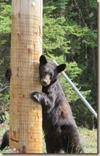 Maligne route Jasper 2014-07-04 017 (5)