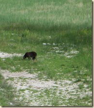 Maligne route Jasper 2014-07-04 017 (8)