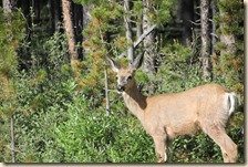 Maligne route Jasper 2014-07-04 038 (12)