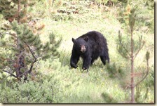 Maligne route Jasper 2014-07-04 038 (35)