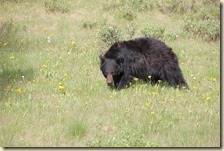 Maligne route Jasper 2014-07-04 038 (41)