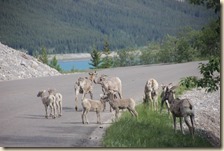 Maligne route Jasper 2014-07-04 038 (4)