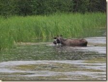 Parks HW naar Fairbanks 2014-07-14 152 (11)