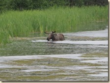 Parks HW naar Fairbanks 2014-07-14 152 (15)