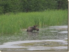 Parks HW naar Fairbanks 2014-07-14 152 (27)