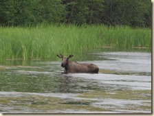 Parks HW naar Fairbanks 2014-07-14 152 (9)