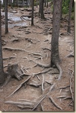 Sunwapta Falls Jasper 2014-07-03 037 (8) (8)