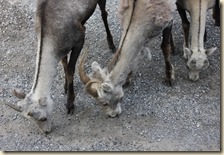 onderweg Dawson Creek - Liard 2014-07-07 013 (37)