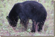 onderweg Liard-Whitehorse 2014-07-08 016 (36)