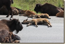 onderweg Liard-Whitehorse 2014-07-08 016 (48)