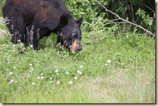 onderweg Liard-Whitehorse 2014-07-08 016 (64)