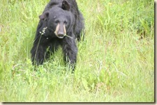 onderweg Liard-Whitehorse 2014-07-08 016 (95)