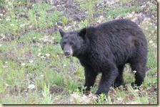 onderweg Liard-Whitehorse 2014-07-08 016 (9)