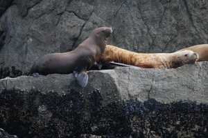 de directeur en zijn vrouw..